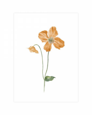 Cartolina - mini poster Autumn Tale, Anemone, A5